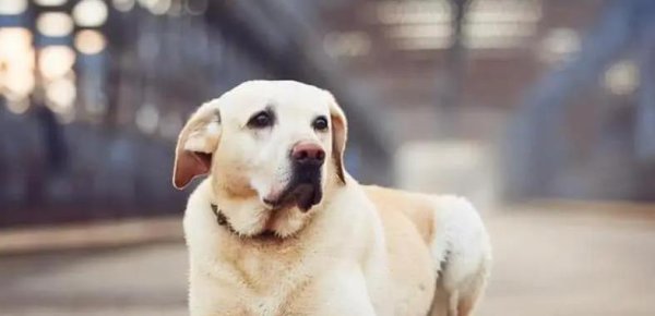 贝股通 狗狗临终前的感人举动，藏着对主人的深爱，你家狗狗做过吗？